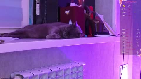 Aysi online show from 03-06-26, 03:08