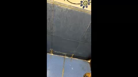 Indianboy online show from 04-03-26, 11:19