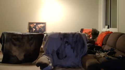 Snapshot of jameswolf777 chatting on 12-22-25, 06:54 jameswolf777 online show from 12-22-25, 06:54