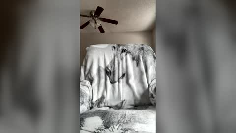 Snapshot of jameswolf777 chatting on 04-07-26, 07:03 jameswolf777 online show from 04-07-26, 07:03