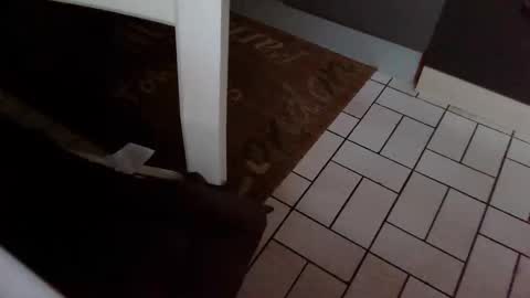 Snapshot of karlodi chatting on 10-31-25, 07:42 Kev online show from 10-31-25, 07:42