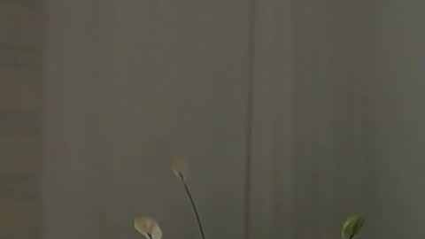 Help me with rate thanks  online show from 02-02-25, 07:52