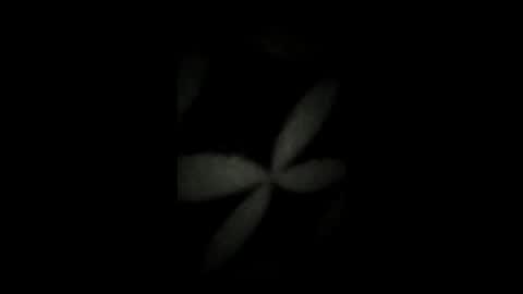 kenzo6140 online show from 04-07-26, 12:33