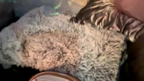 Snapshot of kissahsins chatting on 12-29-24, 08:11 Kissah Kreampuff online show from 12-29-24, 08:11