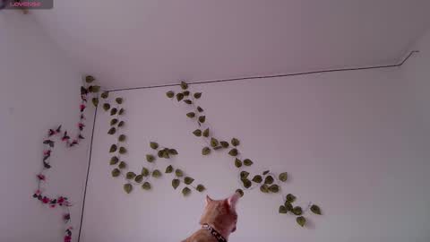 Kitty online show from 03-03-26, 09:42