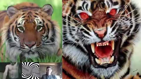 Snapshot of kodiakpm1 chatting on 11-16-25, 02:00 kodiakpm1 online show from 11-16-25, 02:00