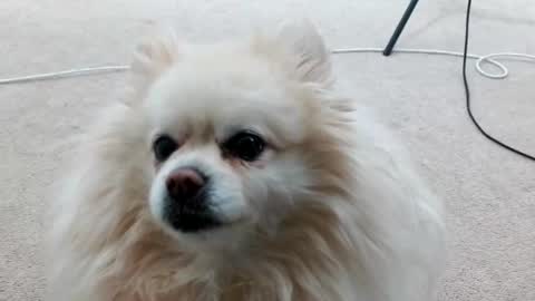 Lacey Phoenix online show from 03-04-25, 03:11