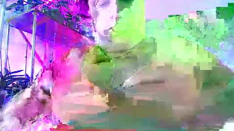 Snapshot of lady_gloria chatting on 11-30-25, 06:39 Lady Gloria online show from 11-30-25, 06:39