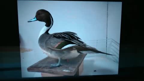 Lance online show from 01-13-25, 01:02