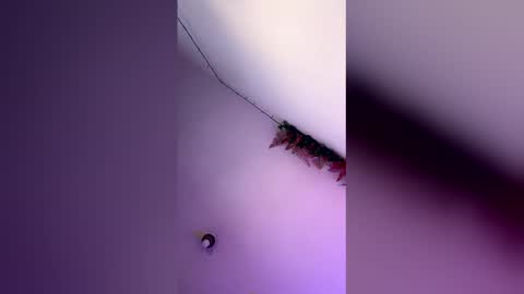 latin_bigcock21cm online show from 03-04-26, 07:58