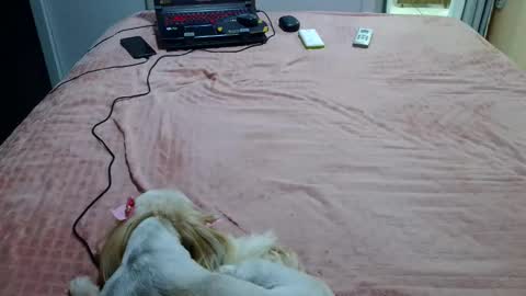 Snapshot of laylabrasil chatting on 02-04-25, 11:27 kelly online show from 02-04-25, 11:27