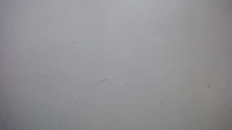 Snapshot of lisa_branch chatting on 01-07-26, 07:05 lisa_branch online show from 01-07-26, 07:05