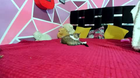 Snapshot of littledoll__ chatting on 12-20-25, 03:02 --- Onlyfans Free -- online show from 12-20-25, 03:02