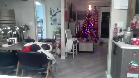 logan_rex_3 online show from 01-07-26, 07:11