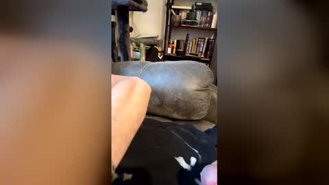 longhairhunky online show from 03-07-26, 11:35