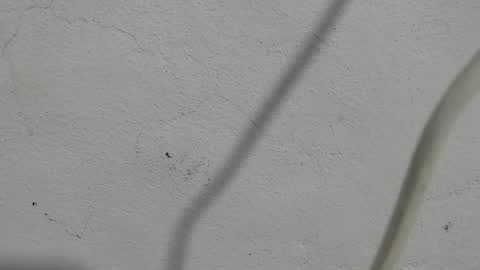 Frank and Nathy  online show from 09-11-25, 03:56