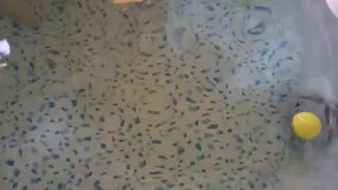 Snapshot of lovelyladyflaccid chatting on 05-27-26, 10:29 lovelyladyflaccid online show from 05-27-26, 10:29