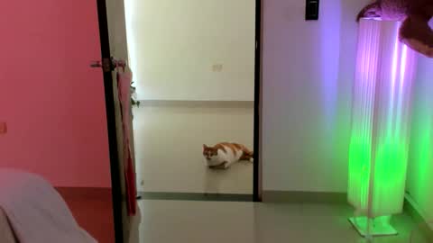 Snapshot of luara__01__lecat_1 chatting on 02-16-26, 09:22 luara__01__lecat_1 online show from 02-16-26, 09:22