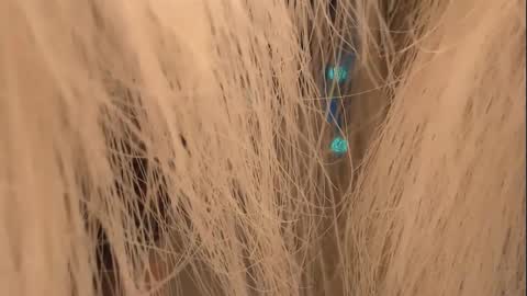 lunaafox online show from 01-01-25, 04:29