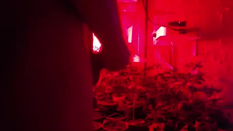 SILVA online show from 10-12-25, 02:43