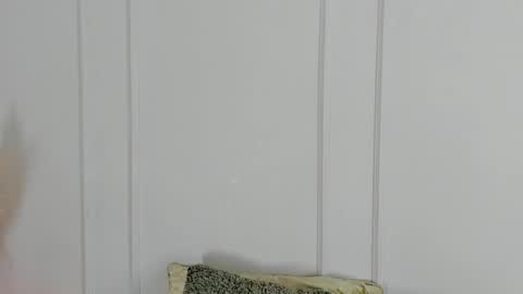 Maria Pettit online show from 04-19-26, 10:36