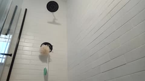 Zorro online show from 01-17-25, 03:43