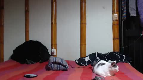 Snapshot of miahells chatting on 03-07-26, 10:18 Mia Sam online show from 03-07-26, 10:18