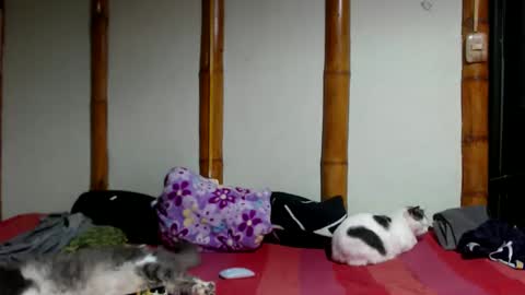 Snapshot of miahells chatting on 03-22-26, 12:25 Mia Sam online show from 03-22-26, 12:25