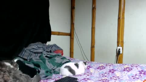Snapshot of miahells chatting on 06-25-26, 02:33 Mia Sam online show from 06-25-26, 02:33