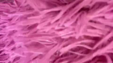 Snapshot of minforbush chatting on 11-15-25, 03:52 Amelia online show from 11-15-25, 03:52