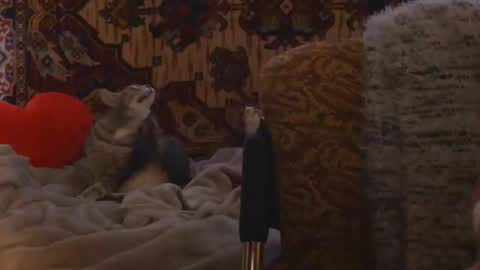 Elis online show from 02-20-26, 02:17