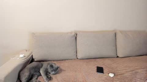 Kitty online show from 12-03-25, 02:41