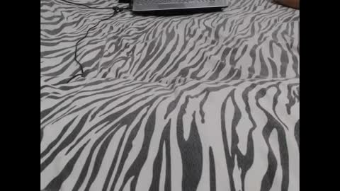 Snapshot of mollyandbra chatting on 12-03-24, 03:09 Molly And Brad online show from 12-03-24, 03:09