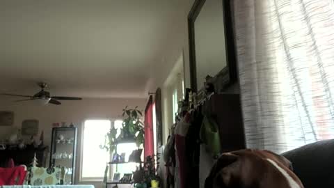 Monkee Dance online show from 12-29-24, 10:25