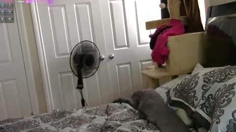 Snapshot of mrsjess1 chatting on 11-17-25, 06:03 MrsJess online show from 11-17-25, 06:03