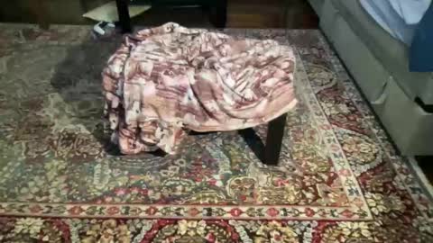 much_fun1 online show from 02-01-26, 03:21