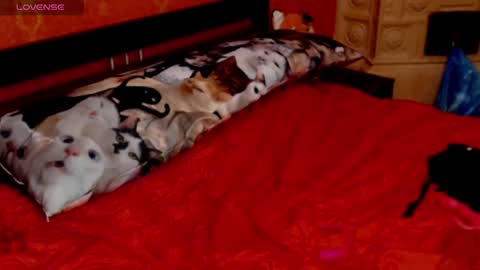 housewife Eva online show from 01-30-25, 05:49