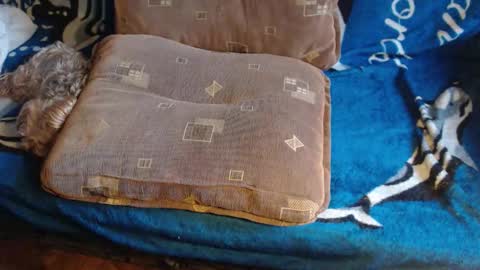 Lilly  online show from 02-17-26, 07:38