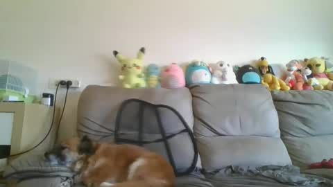 Brian and Logan Brogan online show from 01-18-26, 07:34