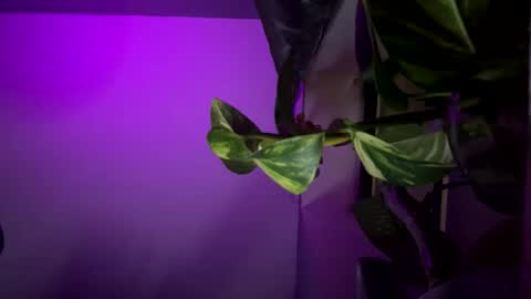 Snapshot of ohhcoco chatting on 12-17-24, 04:34 bbygtbckkk online show from 12-17-24, 04:34