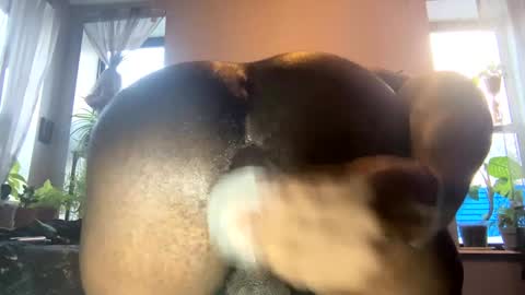 Snapshot of ohhcoco chatting on 01-03-25, 08:54 bbygtbckkk online show from 01-03-25, 08:54