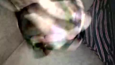 Snapshot of pacho_007 chatting on 02-19-26, 03:13 Superfeno online show from 02-19-26, 03:13