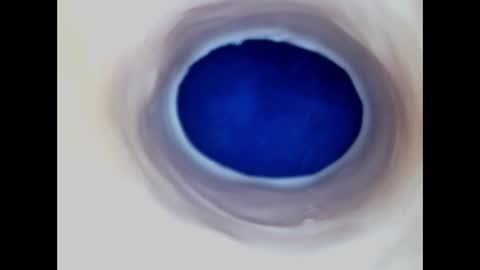 Paula 18 Aninhos online show from 03-10-26, 06:29