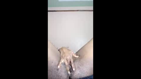 paulveshmah online show from 03-23-26, 12:42