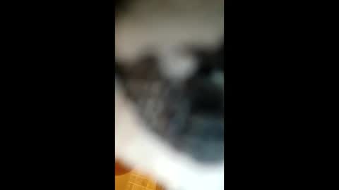 Paw online show from 01-22-25, 05:05