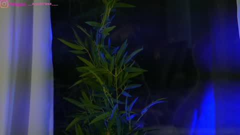 Dee online show from 01-25-25, 12:37