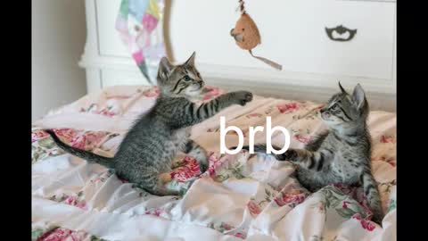 Kitty online show from 10-19-25, 08:42