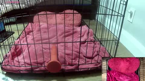 PrIncessJulia0X online show from 02-03-26, 02:53