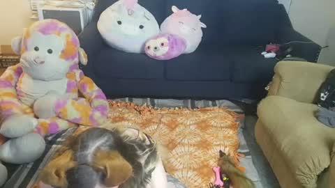 Snapshot of puppygirllovestobeg chatting on 06-21-26, 07:22 puppygirllovestobeg online show from 06-21-26, 07:22