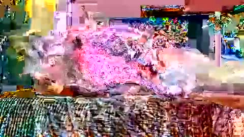 queenstonermami online show from 02-02-26, 10:25